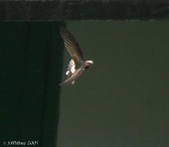 Little Swift